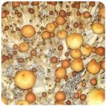 Псилоцибиновые (галлюциногенные)  грибы Psilocybin "Golden Teacher" в Боровичах